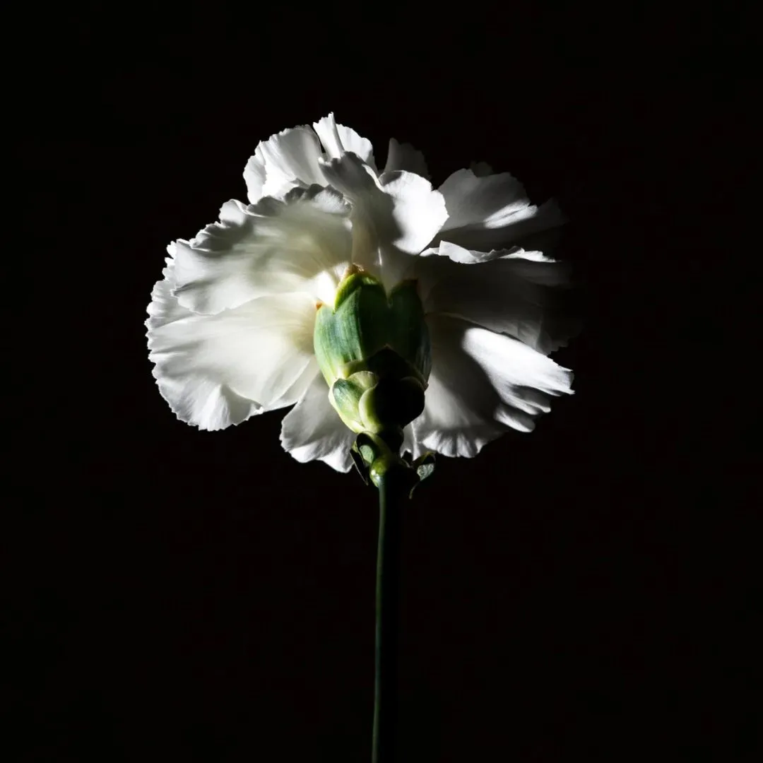 Pas Ce Soir - Image 4
