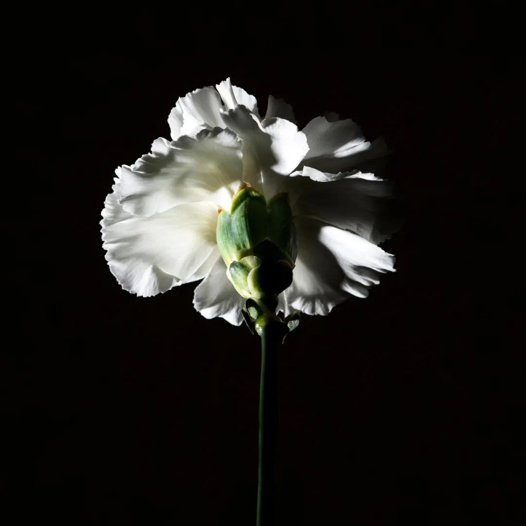 Hair Perfume - Pas Ce Soir - Image 3
